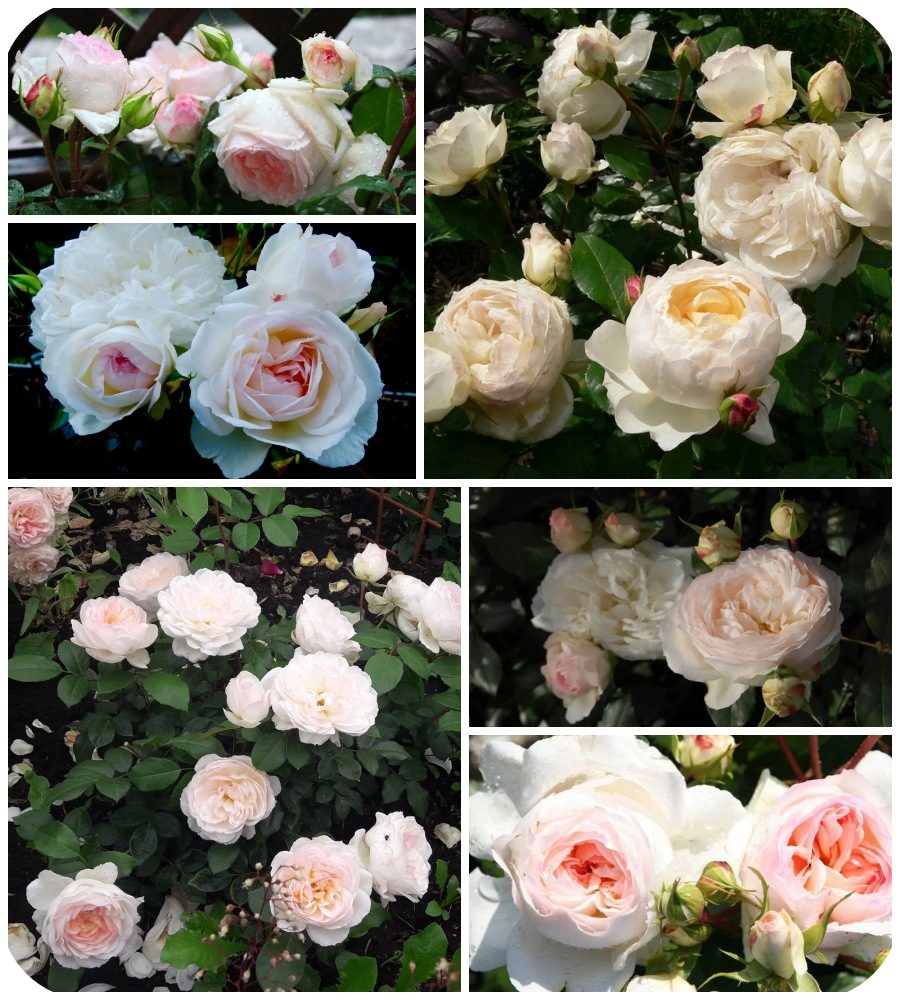 Stephanie Baronin Zu Guttenberg róża rabatowa